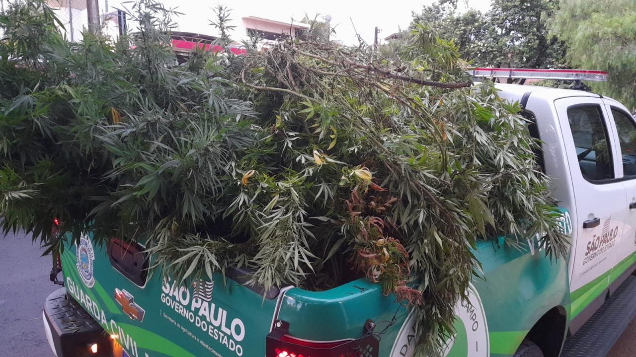 Foto 2 de 6 — Plantação de maconha é localizada após ação do BAEP em Araraquara